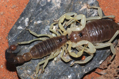 Burrowing Thick Tail Scorpion (Parabuthus schlechteri)