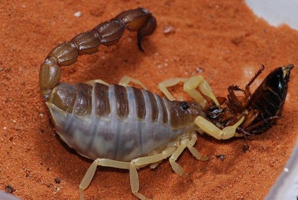 Burrowing Thick Tail Scorpion (Parabuthus schlechteri)