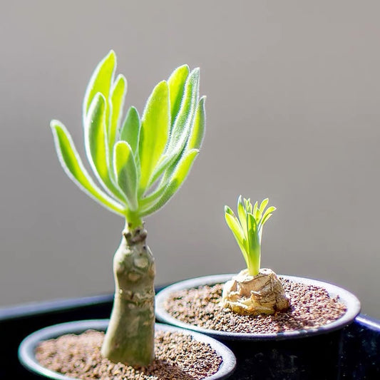 Butter tree (Tylecodon paniculatus)