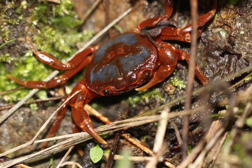 Butterfly Crab (Neilupotamon papileonaceum)