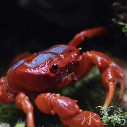 Butterfly Crab (Neilupotamon papileonaceum)