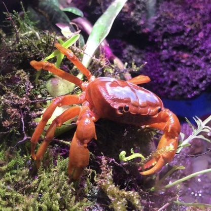 Butterfly Crab (Neilupotamon papileonaceum)