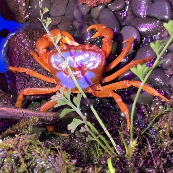 Butterfly Crab (Neilupotamon papileonaceum)