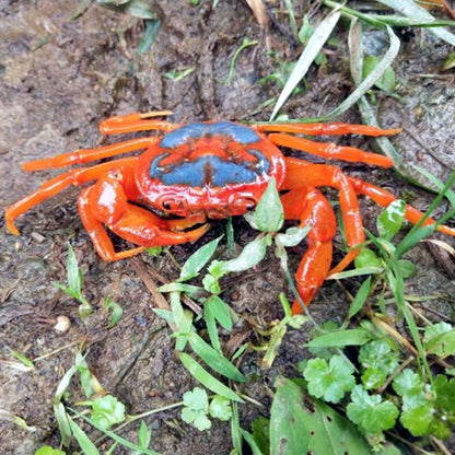 Butterfly Crab (Neilupotamon papileonaceum)