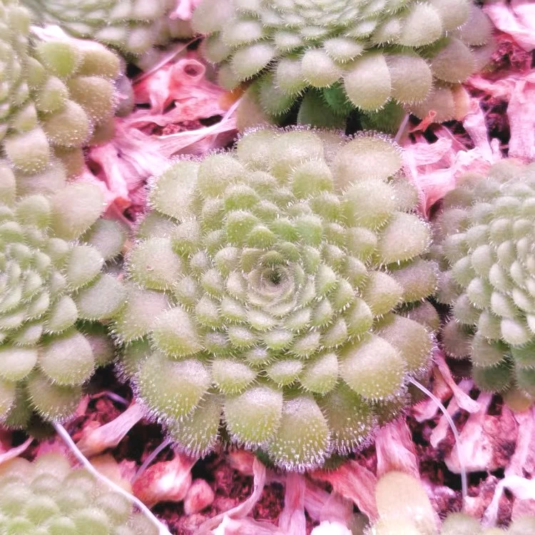 Butterwort Pinguicula zecherix x gypsicola