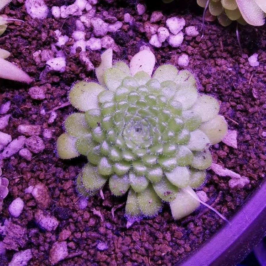 Butterwort Pinguicula zecherix x gypsicola