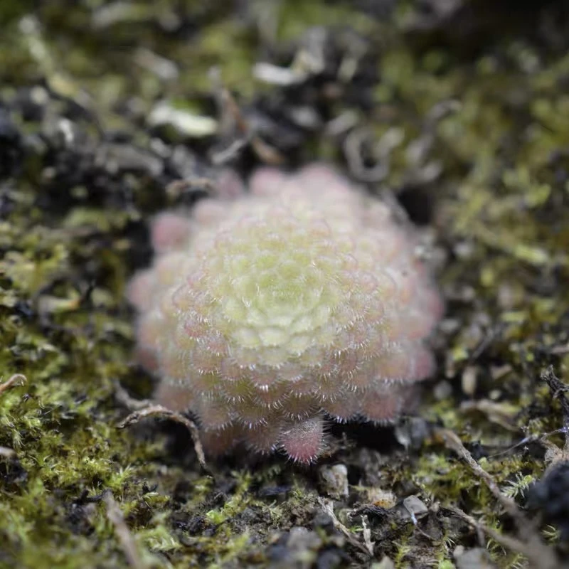 Butterwort Pinguicula zecherix x gypsicola