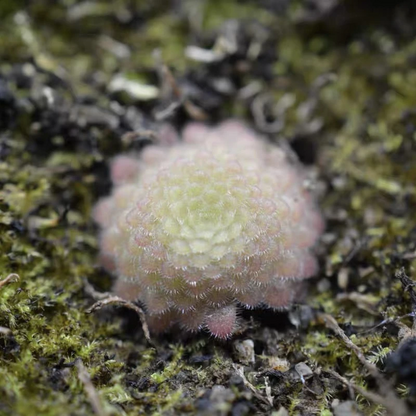 Butterwort Pinguicula zecherix x gypsicola