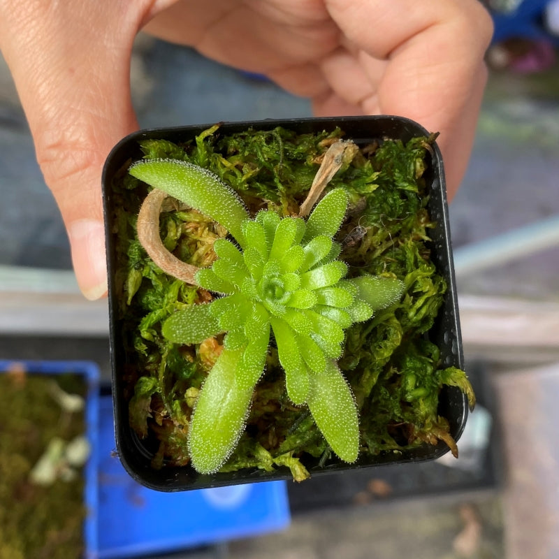 Butterwort Pinguicula zecherix x gypsicola