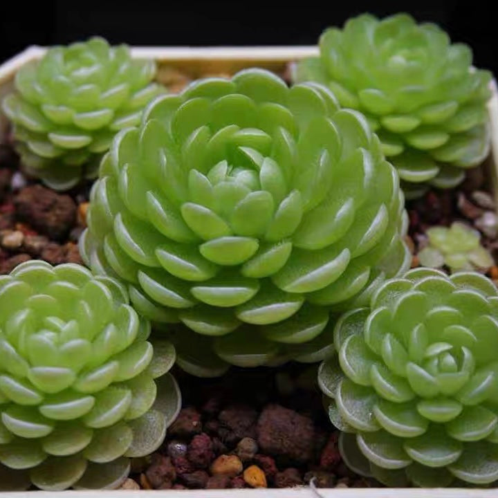 Butterworts (Pinguicula Esseriana)