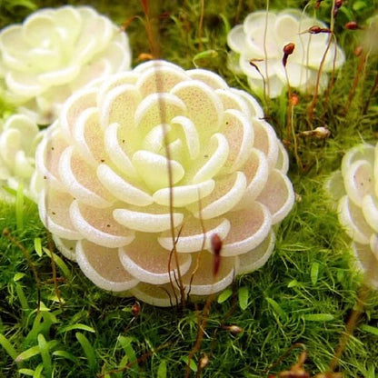 Butterworts (Pinguicula Esseriana)