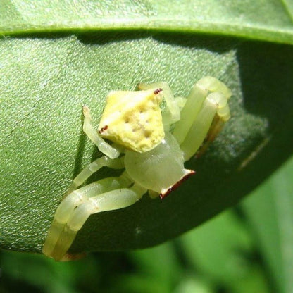 Masked Crab Spider (Thomisus labefactus )
