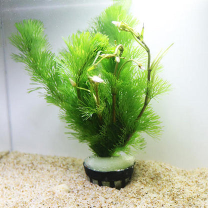 Cabomba caroliniana