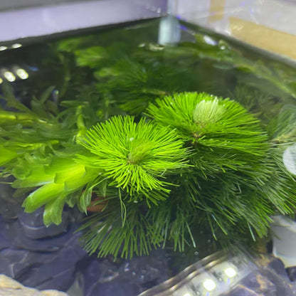 Cabomba caroliniana