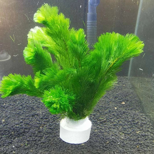 Cabomba caroliniana