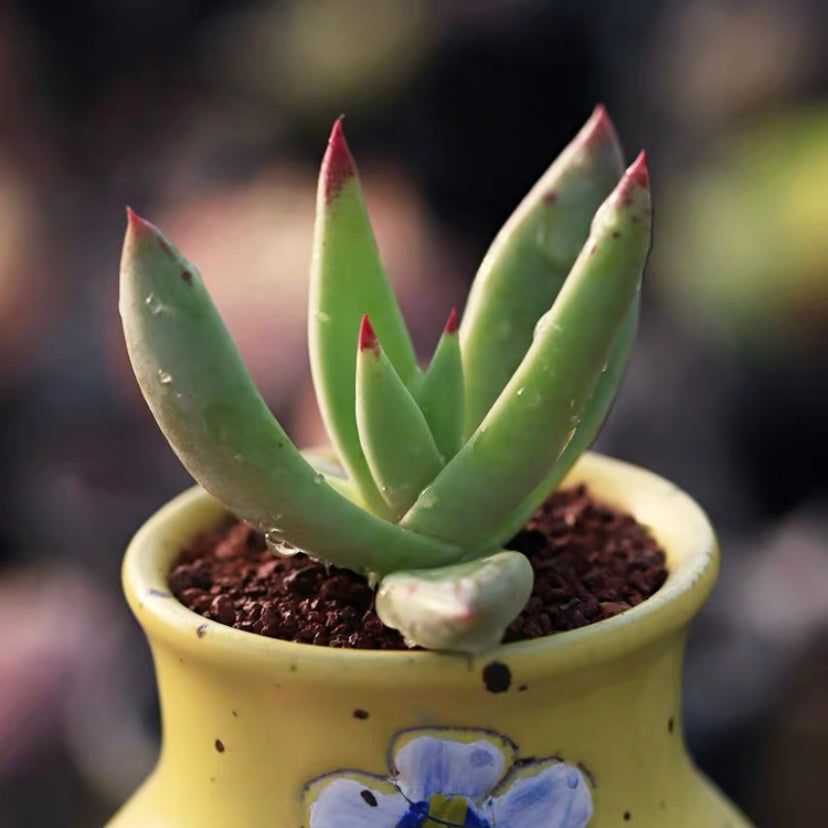 Cactus Jungle(Dudleya albiflora)