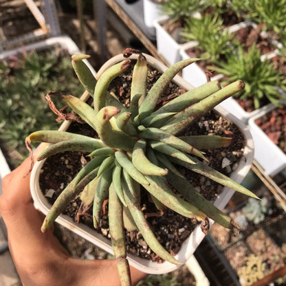 Cactus Jungle(Dudleya albiflora)