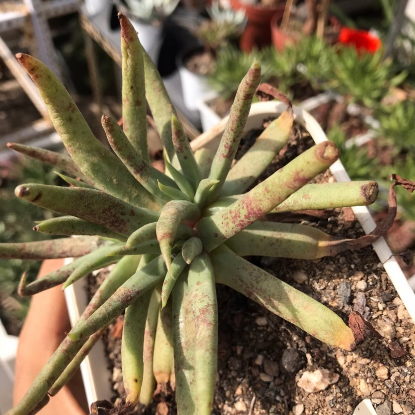 Cactus Jungle(Dudleya albiflora)