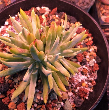 Cactus Jungle(Dudleya albiflora)