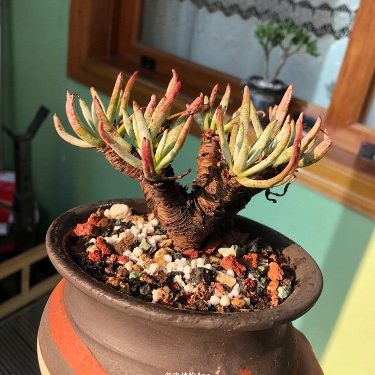 Cactus Jungle(Dudleya albiflora)