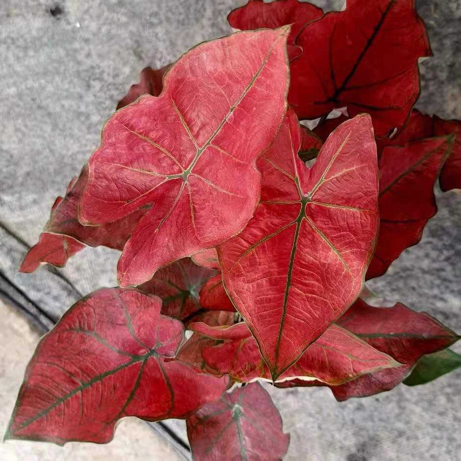 Caladium 'Festivia'