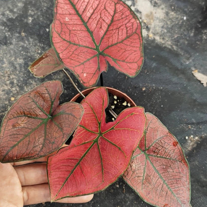 Caladium 'Festivia'