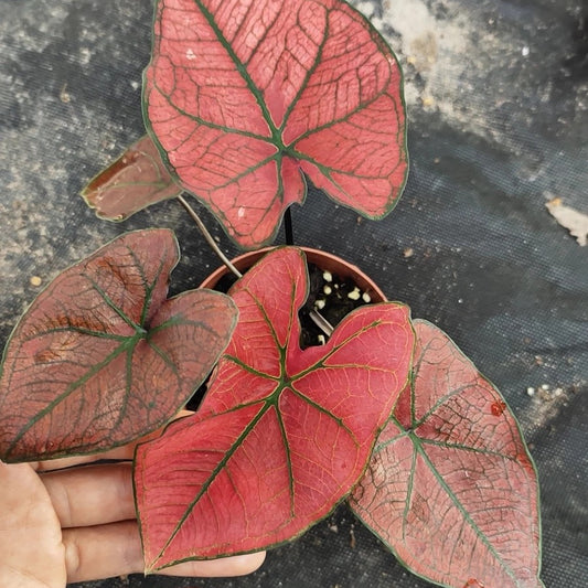 Caladium 'Festivia'