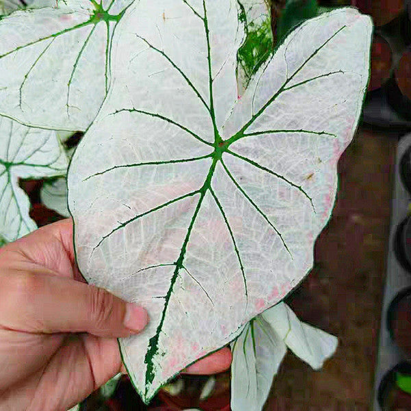 Caladium ' White Frost ' ( Caladium bicolor )