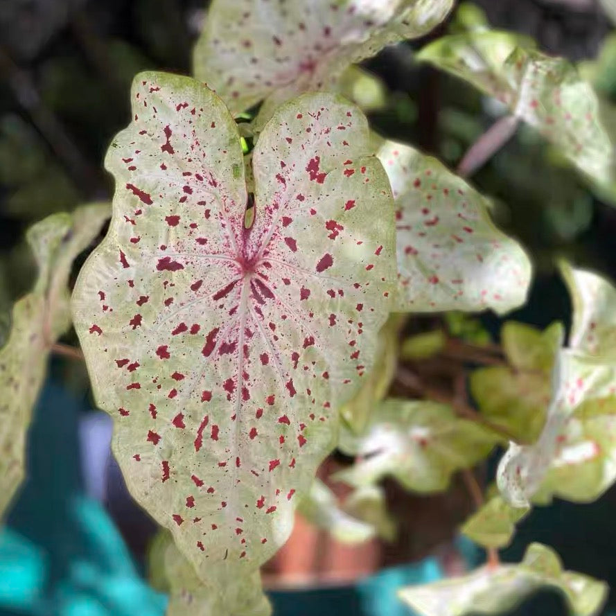 Angel wing (Caladium 'Miss Muffet')