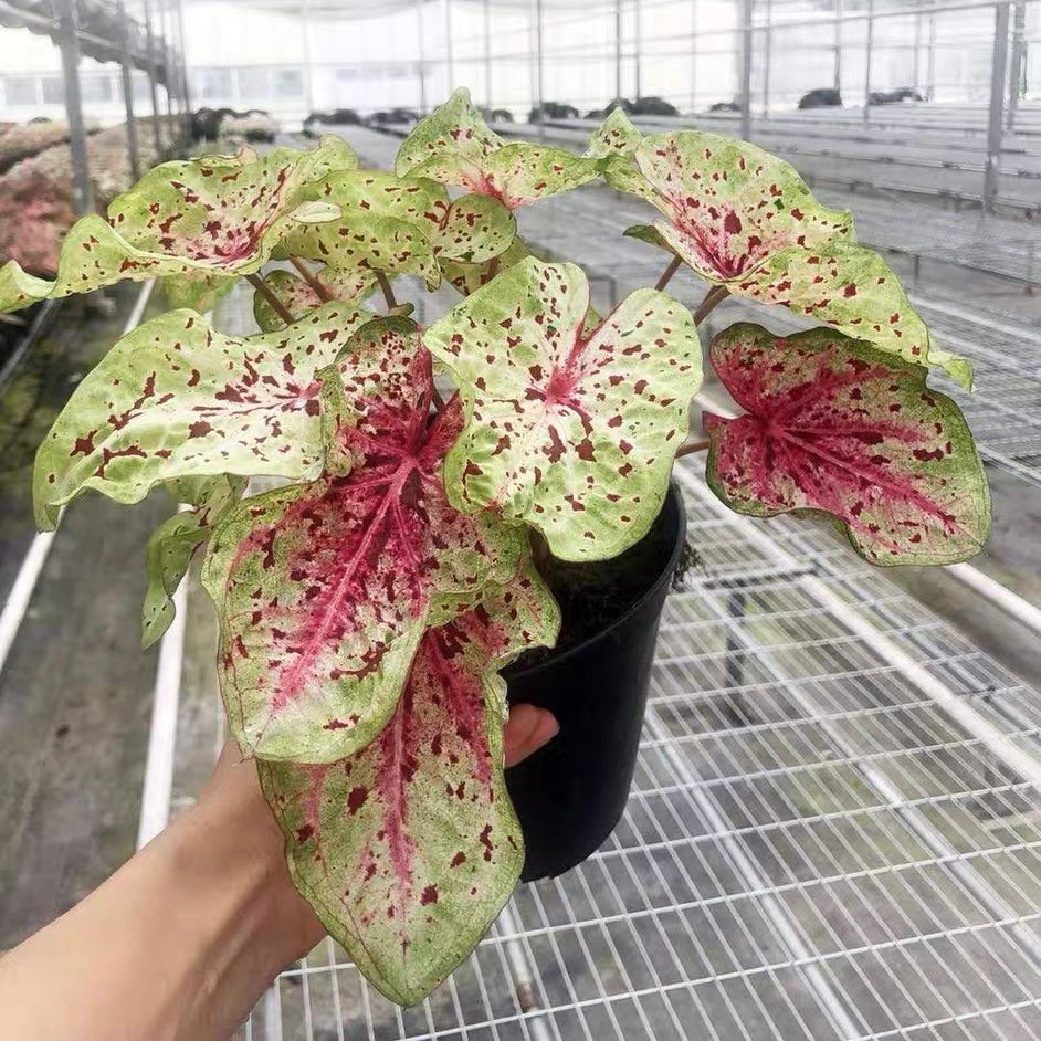 Angel wing (Caladium 'Miss Muffet')