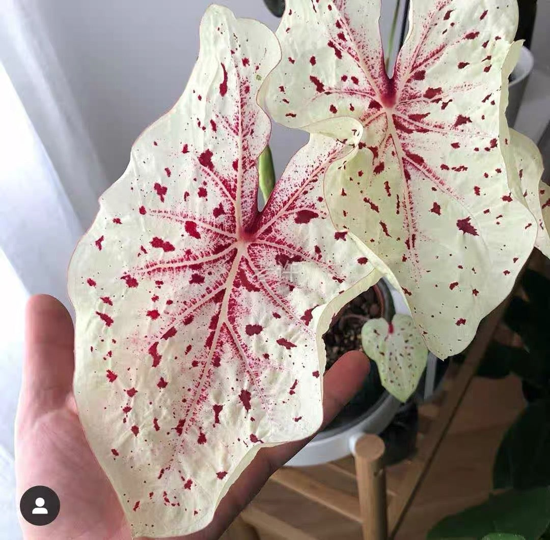 Angel wing (Caladium 'Miss Muffet')