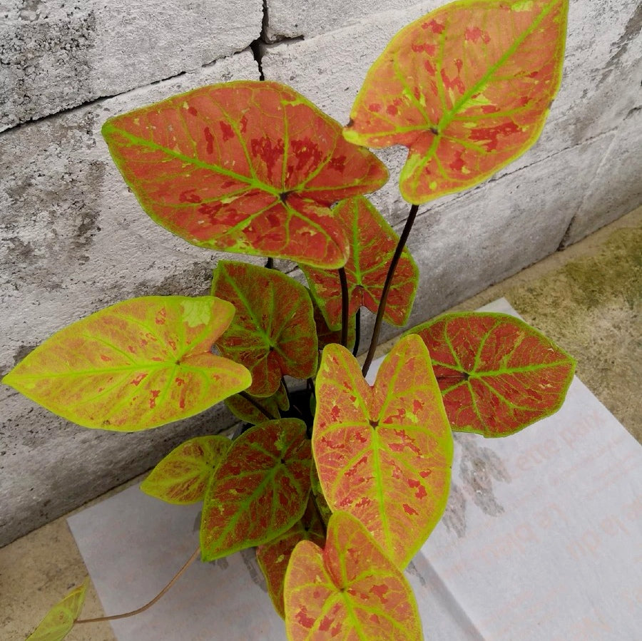 Caladium ' New Wave ' ( Caladium bicolor )