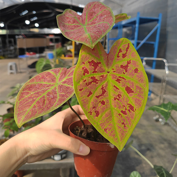 Caladium ' New Wave ' ( Caladium bicolor )