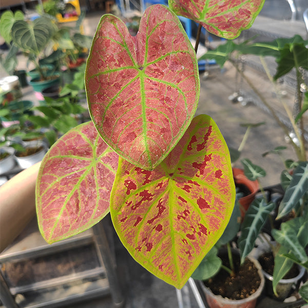 Caladium ' New Wave ' ( Caladium bicolor )