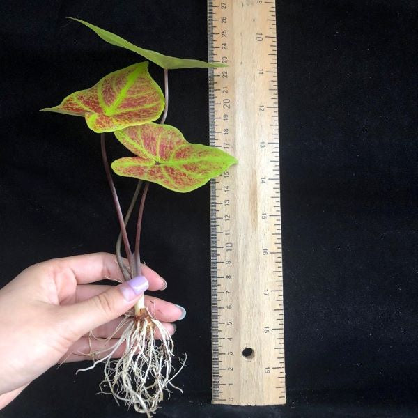 Caladium ' New Wave ' ( Caladium bicolor )