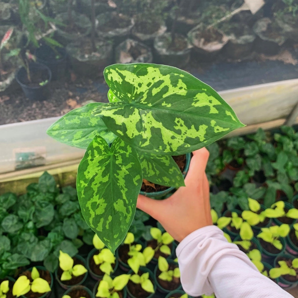 Caladium praetermissum' Hilo beauty '