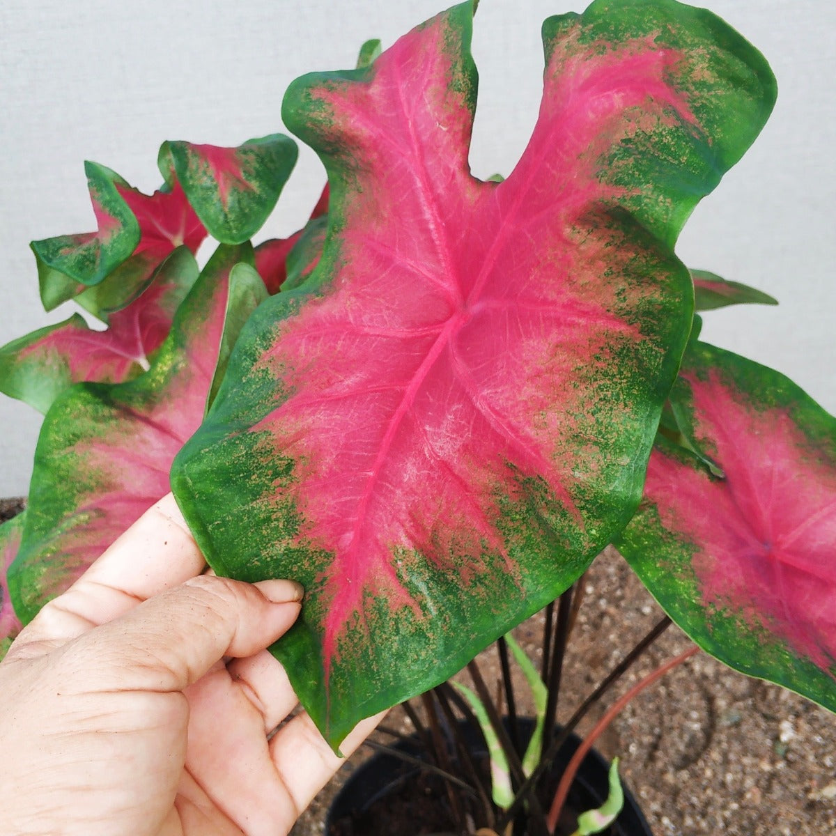 Caladium ‘ Red Glamour ’