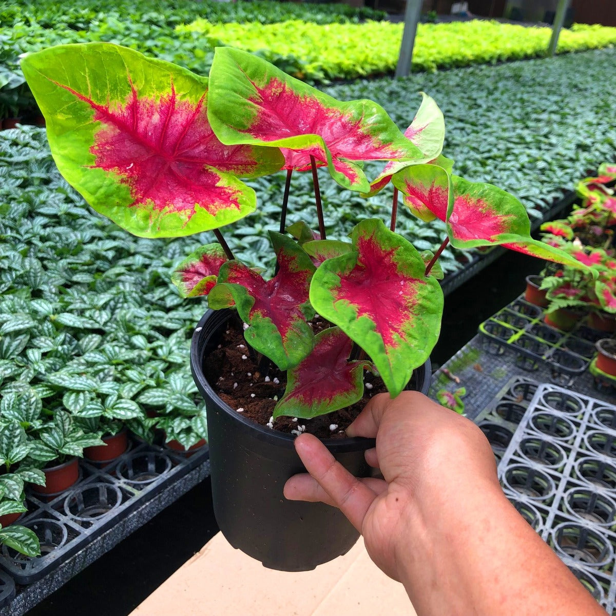Caladium ‘ Red Glamour ’