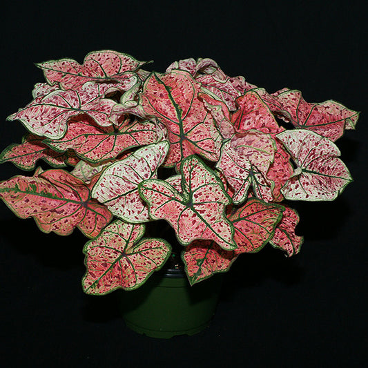 Caladium ' splash of wine '( Caladium bicolor )