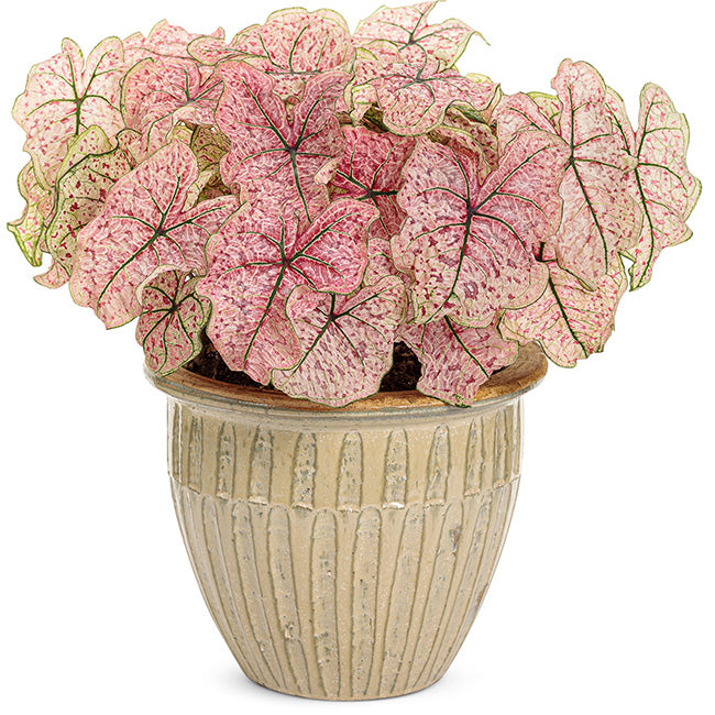 Caladium ' splash of wine '( Caladium bicolor )