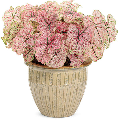 Caladium ' splash of wine '( Caladium bicolor )