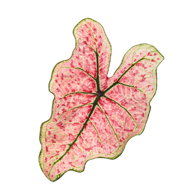 Caladium ' splash of wine '( Caladium bicolor )