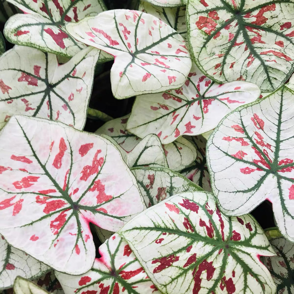 Caladium Lower Caladium ' Strawberry Star ' ( Caladium bicolor ) for Sale | My Home Nature