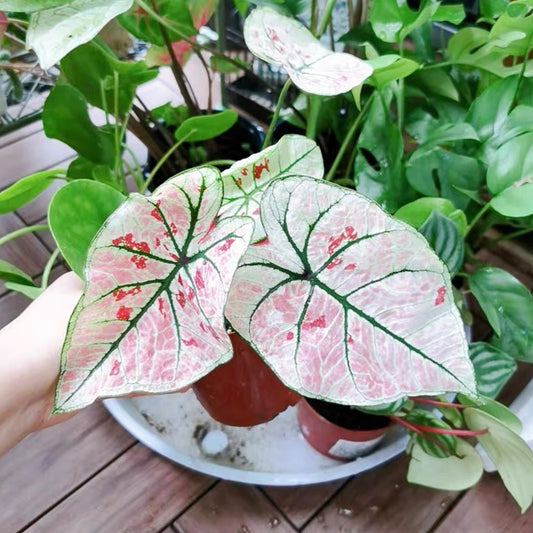 Caladium ' Strawberry Star ' ( Caladium bicolor )