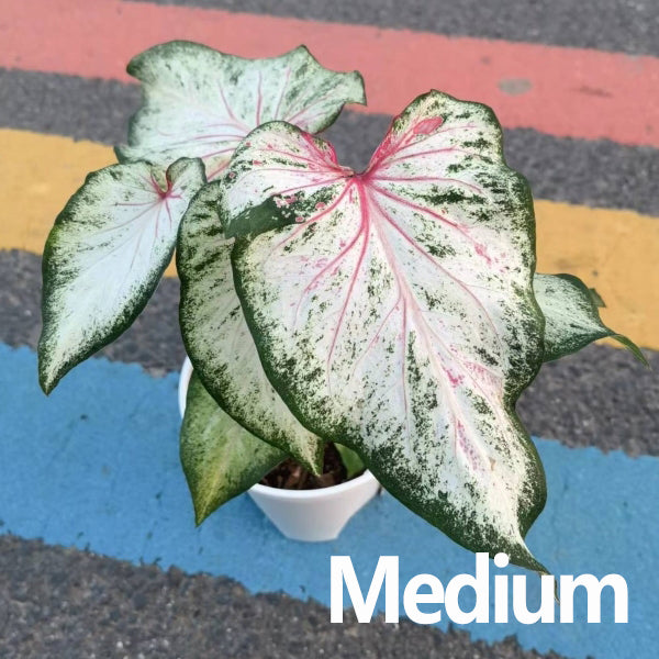 Caladium bicolor 'Blushing bride'