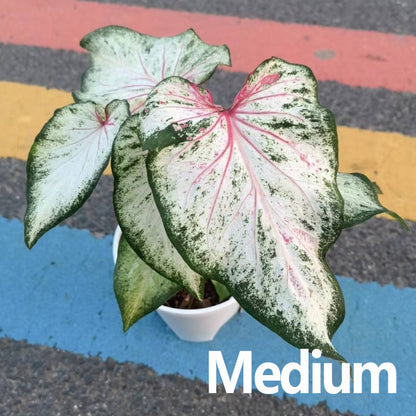 Caladium bicolor 'Blushing bride'