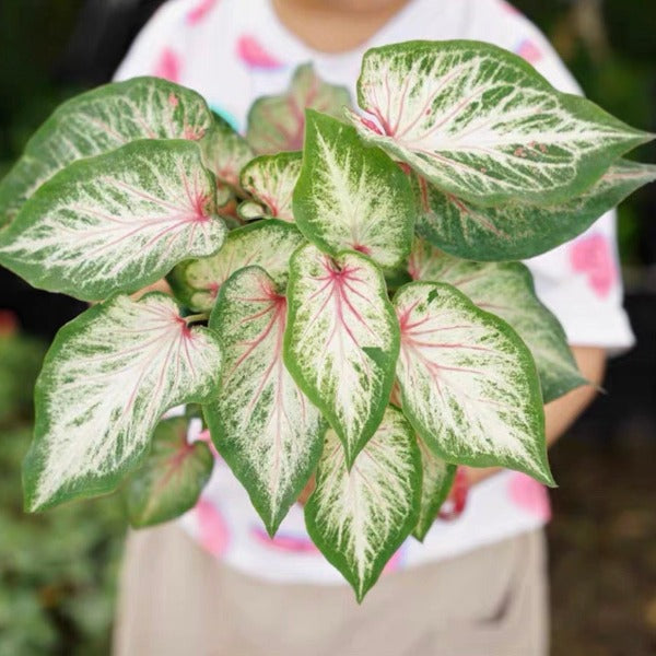 Caladium bicolor 'Blushing bride'