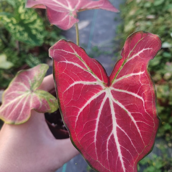 Caladium 'Red w / White Vein'