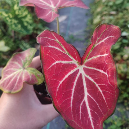 Caladium 'Red w / White Vein'