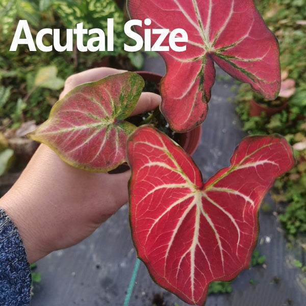 Caladium 'Red w / White Vein'